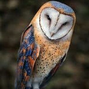 Meet your Posher, Leslea